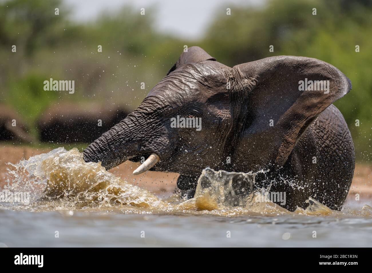 Un retrato de acción de cerca de un elefante nadando, chapoteando, jugando y bebiendo en una chabacera en la Reserva de Caza Madikwe, Sudáfrica. Foto de stock