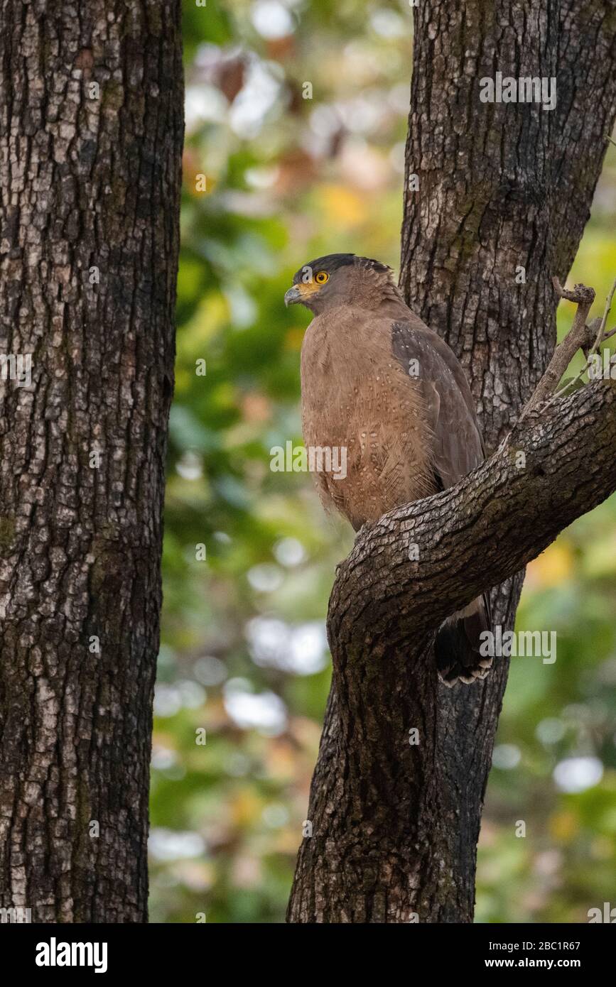 India, Madhya Pradesh, Parque Nacional Bandhavgarh. Águila serpiente crestada (SILVESTRE: Spilornis cheela) en el hábitat del bosque. Foto de stock