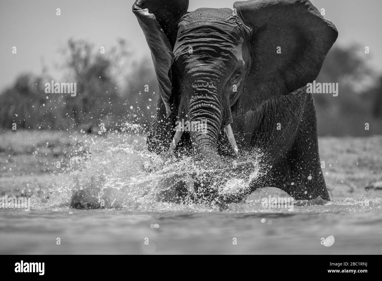 Un retrato de acción en blanco y negro de un elefante nadando, chapoteando, jugando y bebiendo en una chabacera en la Reserva de Caza Madikwe, South A Foto de stock