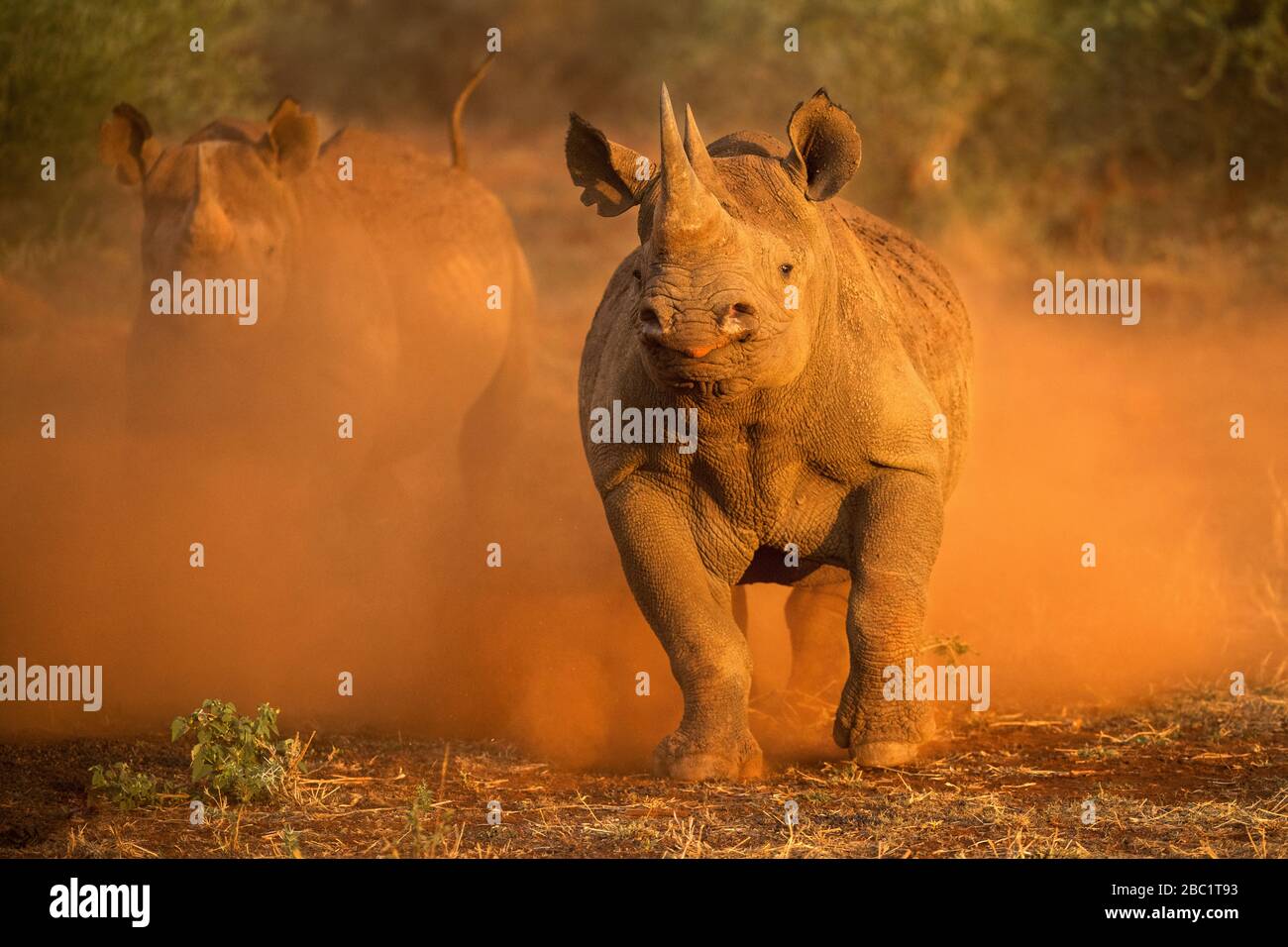 Una fotografía de acción de dos rinocerontes negros femeninos cobrando en el vehículo de juego, pateando el polvo rojo al amanecer, tomada en la Reserva del Juego Madikwe, Sur Foto de stock