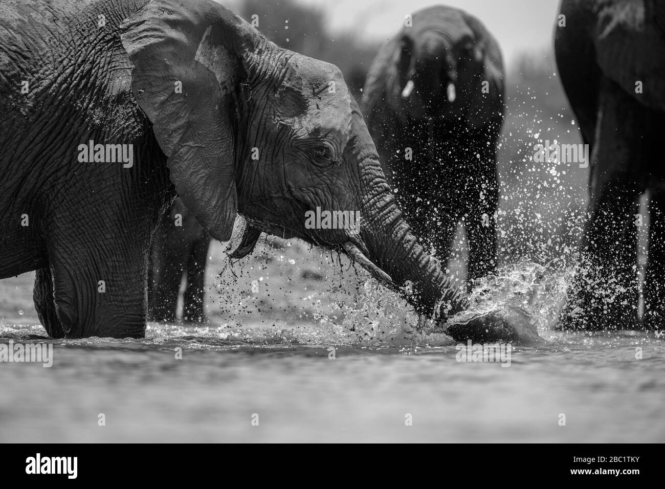Un retrato de acción en blanco y negro de un elefante nadando, chapoteando, jugando y bebiendo en una chabacera en la Reserva de Caza Madikwe, South A Foto de stock