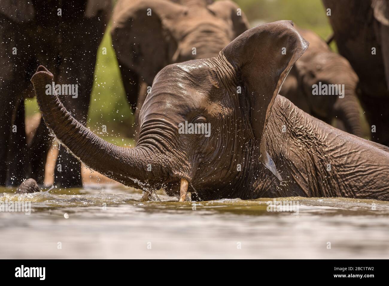 Un retrato de acción de cerca de un elefante nadando, chapoteando, jugando y bebiendo en una chabacera en la Reserva de Caza Madikwe, Sudáfrica. Foto de stock