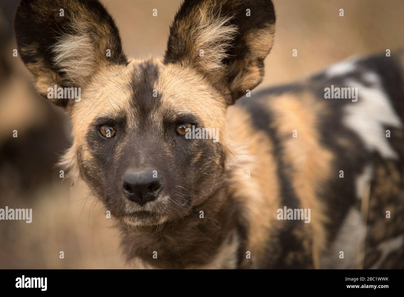 Un hermoso retrato detallado de un perro salvaje africano mirando atentamente hacia la cámara al atardecer, tomado en la reserva de juegos Madikwe Foto de stock