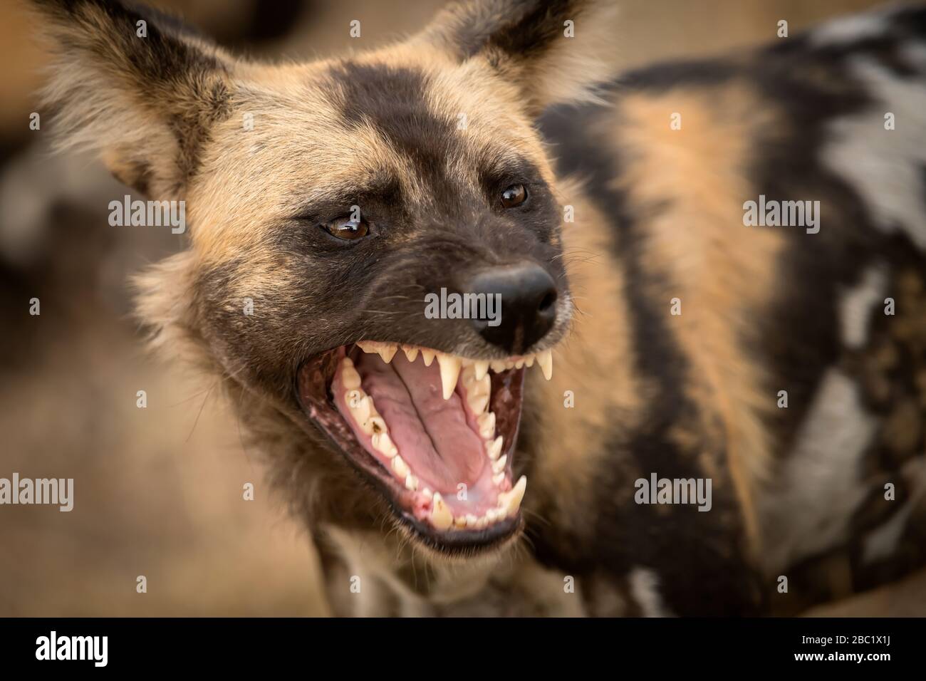 Un hermoso retrato detallado de un perro salvaje africano con la boca abierta, con sus dientes a la vista, tomado al atardecer en el Foto de stock