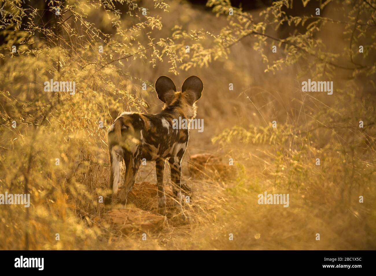 Una hermosa fotografía al atardecer de un perro salvaje mirando atentamente el arbusto, enmarcado por hojas doradas, tomada en la Reserva de Caza Madikwe, Sudáfrica. Foto de stock