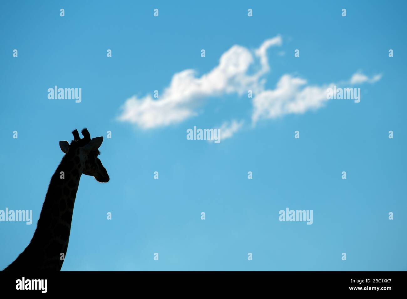 Una hermosa fotografía abstracta de una cabeza y cuello de jirafa siluetas contra un cielo azul profundo con nubes blancas puffy, tomada en el Rese de Juego de Madikwe Foto de stock