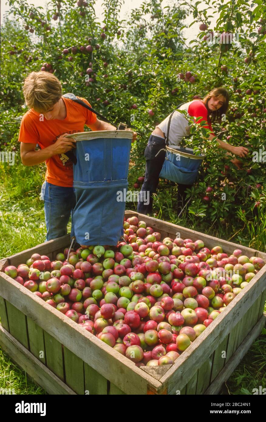 Trabajadores del huerto de manzanas fotografías e imágenes de alta  resolución - Alamy