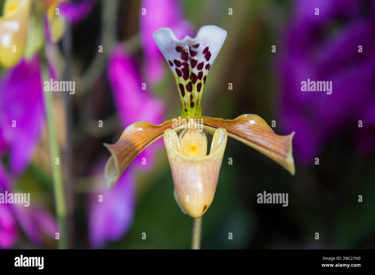 Orchid paphiopedilum fotografías e imágenes de alta resolución - Página 5 -  Alamy