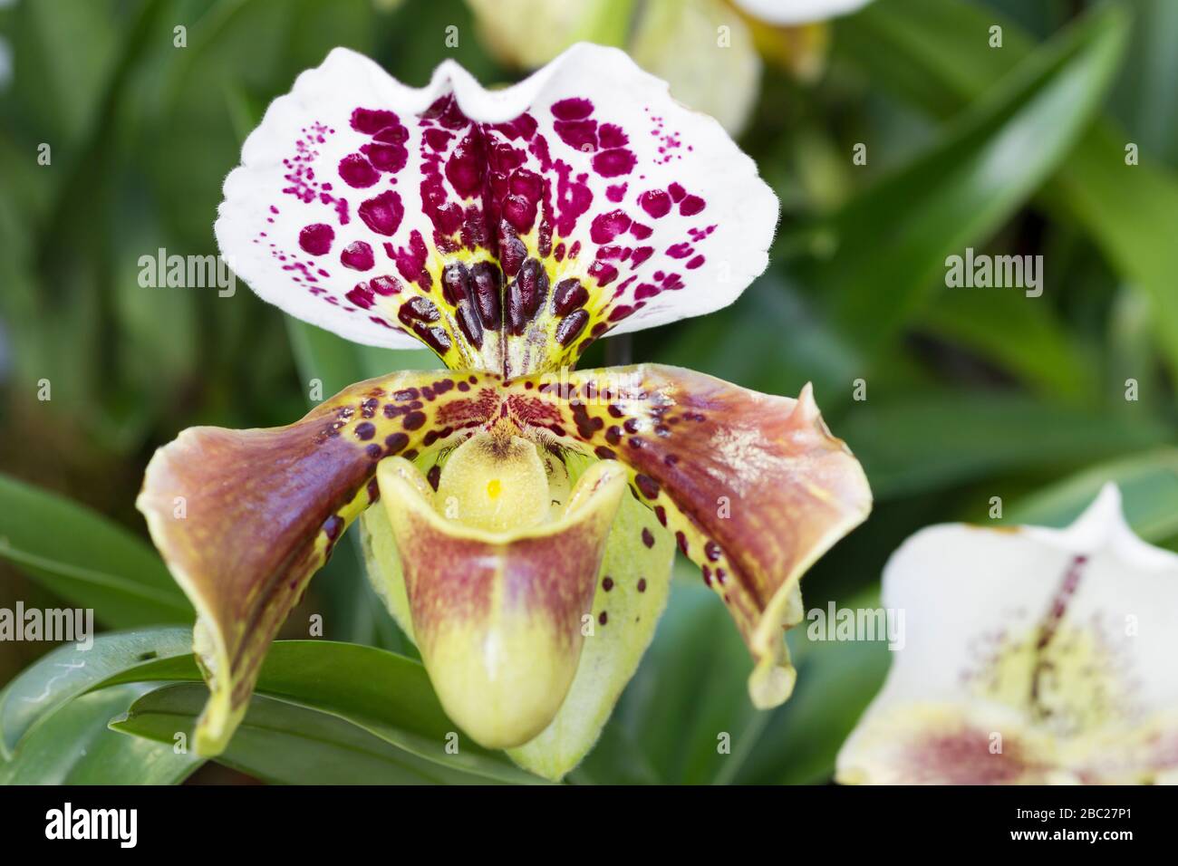 Macro de cultivo de orquídeas Paphiopedilum Cleopatra Fotografía de stock -  Alamy