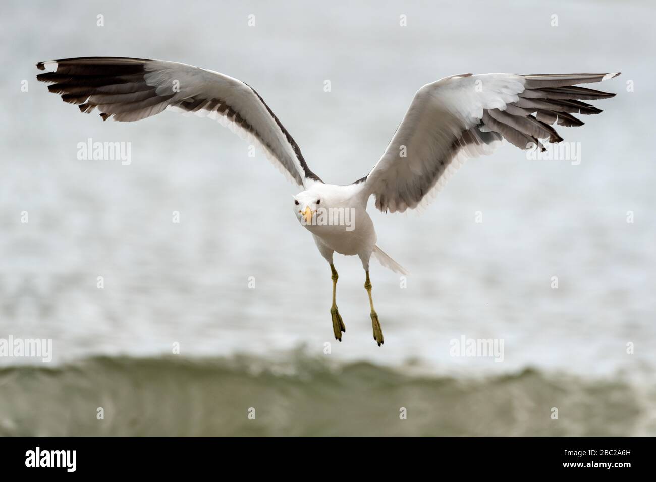 Una fotografía de acción de cerca de una gaviota en vuelo hacia la cámara con el océano y una ola estrellándose como telón de fondo, tomada en Port Nolloth, Sur Foto de stock
