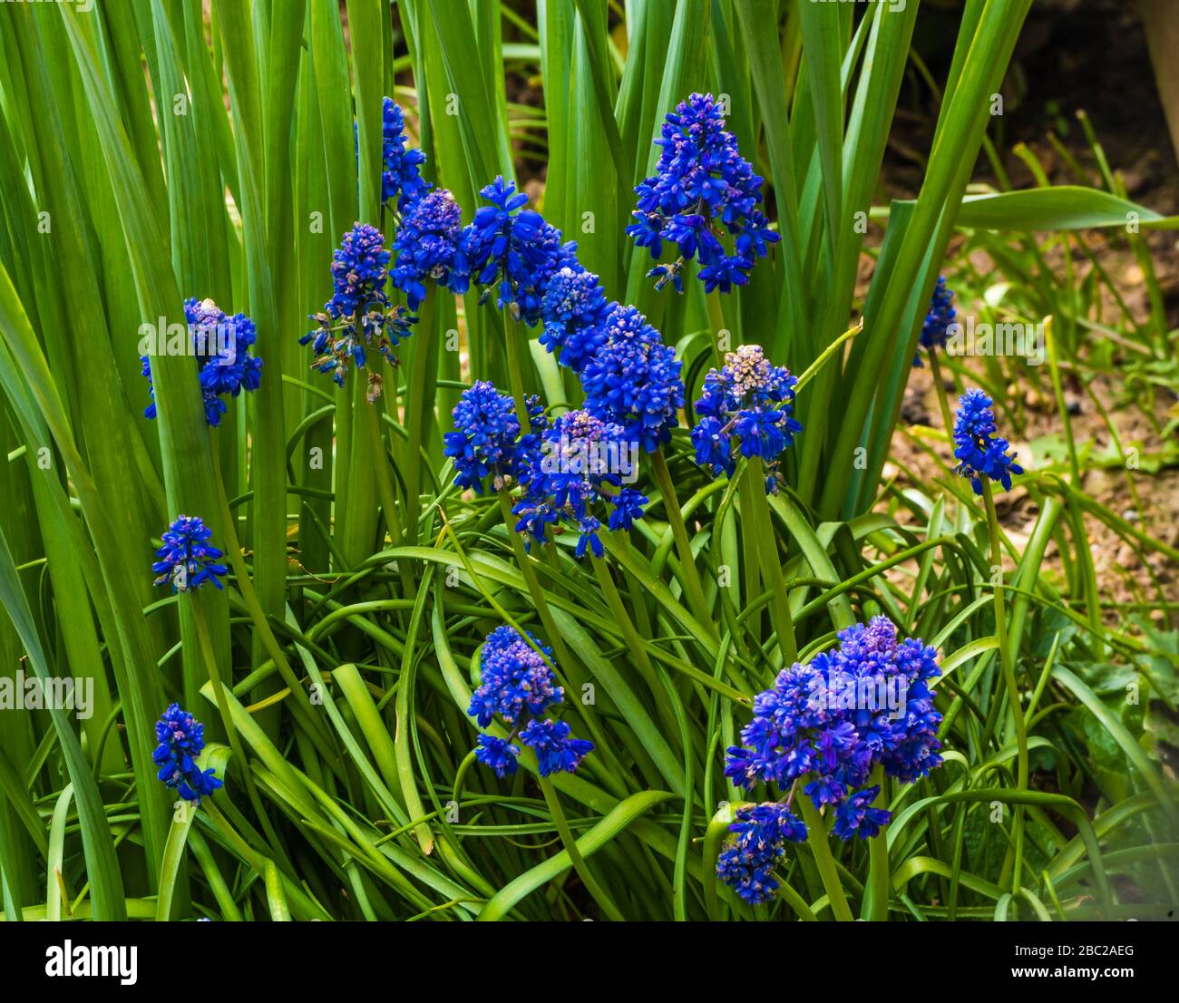 Muscari Blue Spike creciendo en un jardín privado. Foto de stock