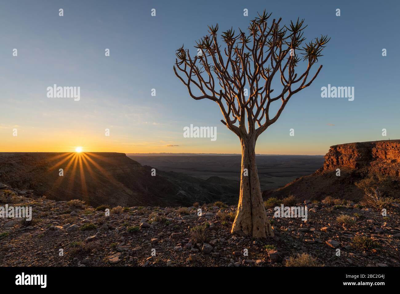 Un paisaje de amanecer malhumorado en la cima del árido y agreste Cañón del Río Fish, Namibia, con un antiguo árbol de caños en primer plano, y un s dorado Foto de stock