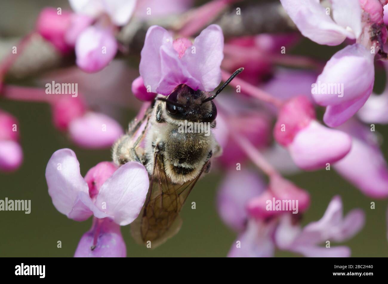 La abeja celofana desigual, Colletes inaequalis, forrajeo en el este de Redbud, Cercis canadensis, flores Foto de stock