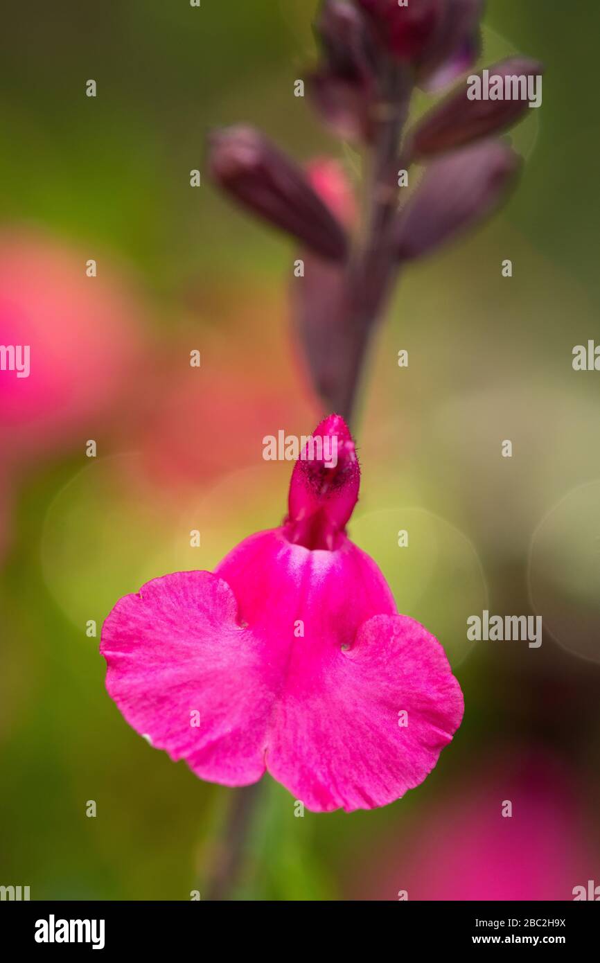Un primer plano vertical macro de una hermosa flor violeta Foto de stock