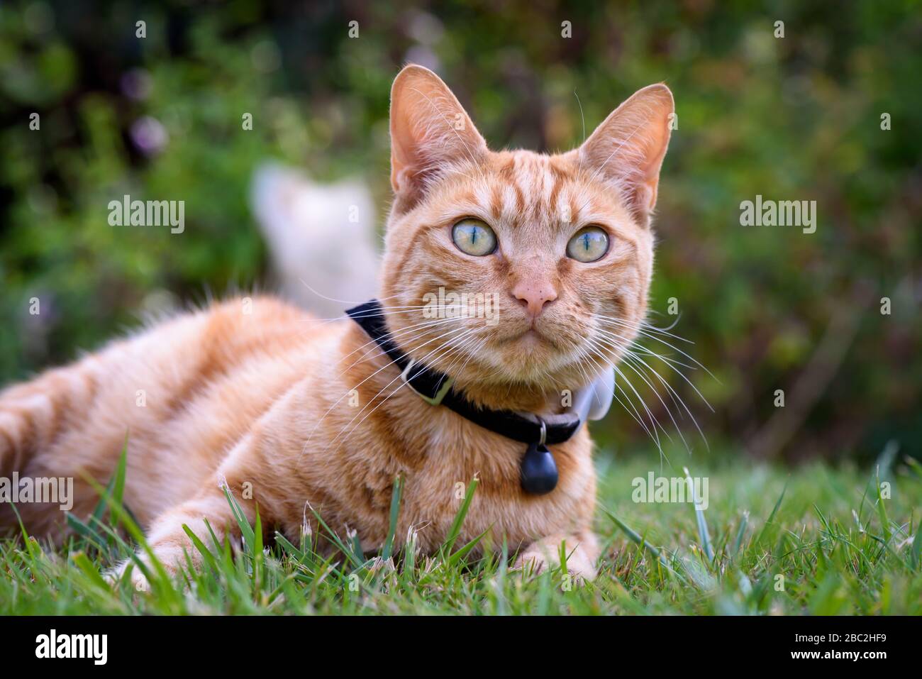 El gato hembra del jengibre miente juguetonamente en un césped de la hierba Foto de stock