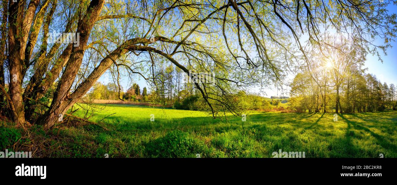 Paisaje rural panorama con el sol de la mañana brillando a través de las ramas colgantes de un hermoso sauce viejo, cielo azul en el fondo Foto de stock