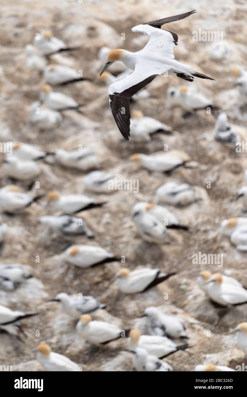 Vista aérea superior sobre el ganeto australiano adulto que sobrevuela la colonia en Muriwai (Nueva Zelanda) en busca de su nido y joven. Adulto en vuelo, showin Foto de stock