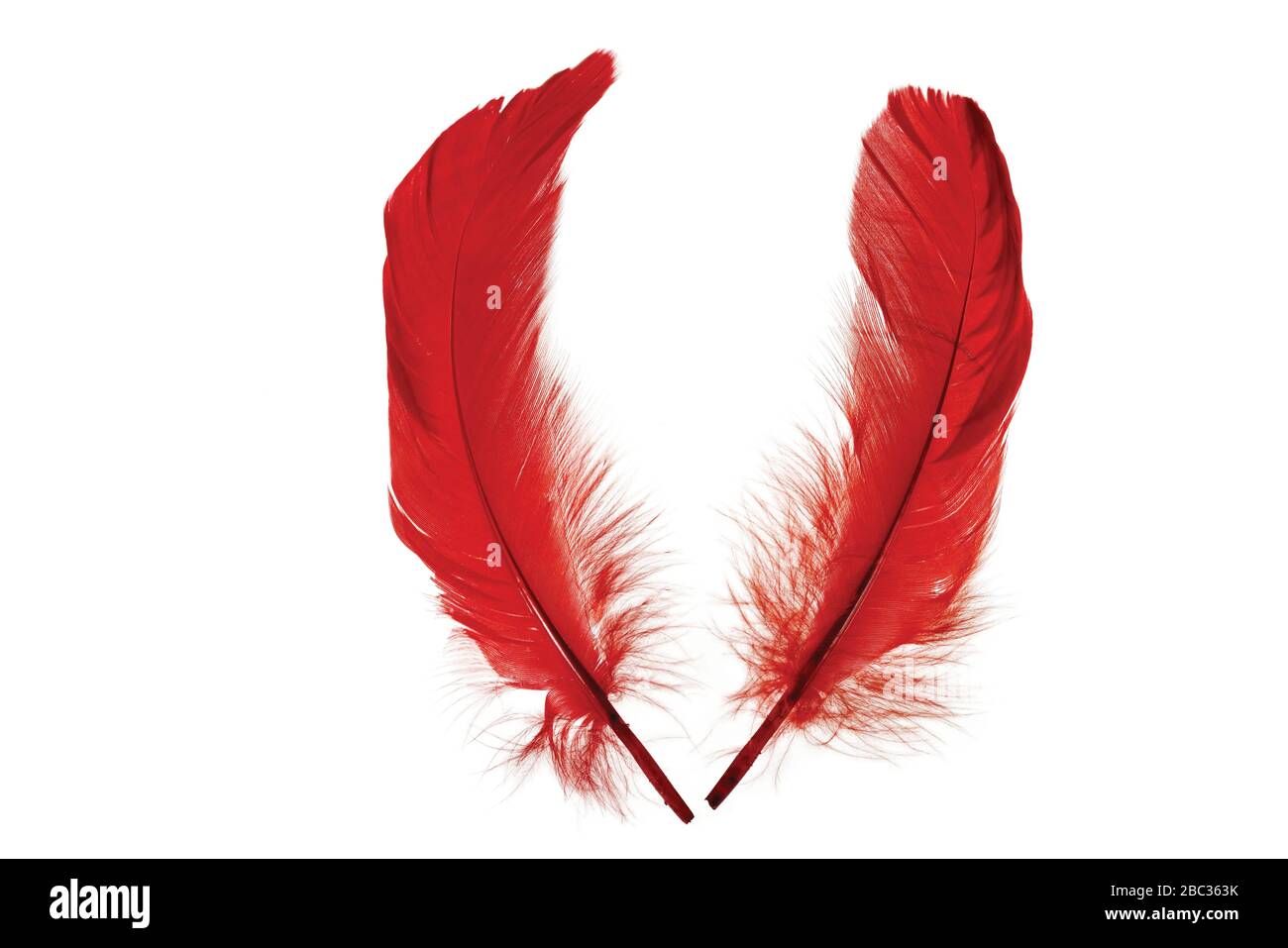 Vista de cerca de plumas rojas aisladas. Hermosos fondos coloridos  Fotografía de stock - Alamy