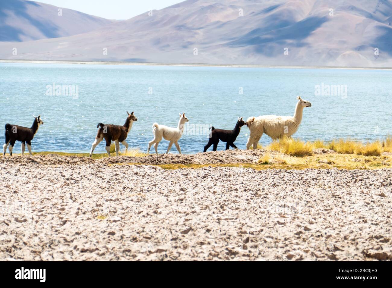 Llamas en Laguna Salar de Aguas calientes, San Pedro de Atacama, Chile  Fotografía de stock - Alamy
