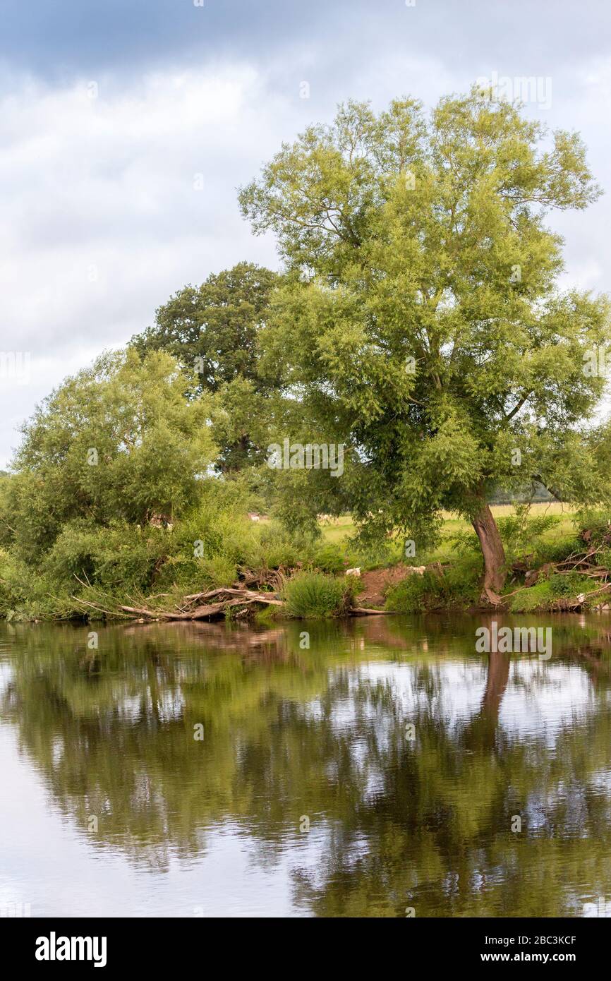Árbol y reflexiones, River Eden, Lazonby, Cumbria, Reino Unido Foto de stock