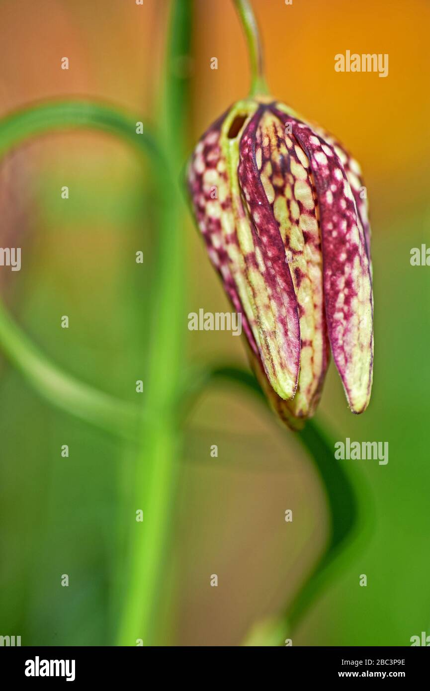 Imagen abstracta de una flor de primavera frutillaria de Snakes Head Foto de stock