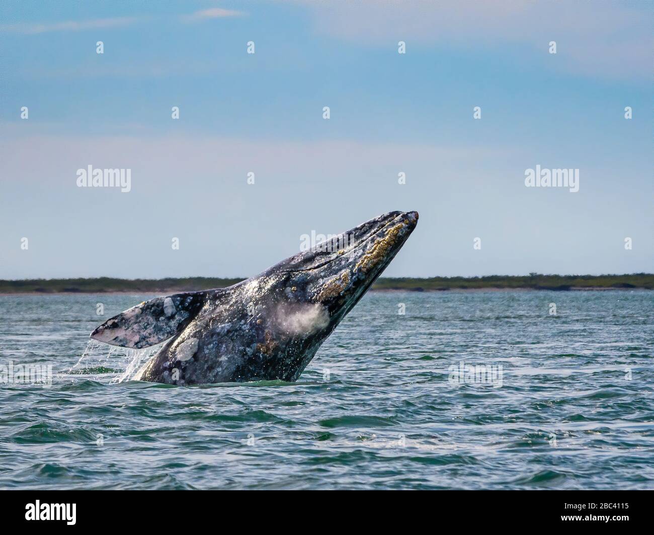 Breching de ballenas grises; sea Kayak Adventures tour de avistamiento de ballenas en Bahía Magdalena, Baja California Sur, México. Foto de stock