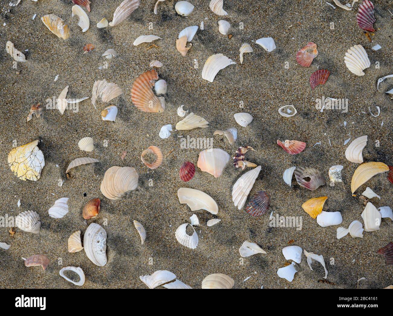 Conchas marinas en la playa de Isla Santo Domingo; Bahía Magdalena, Baja California Sur, México. Foto de stock