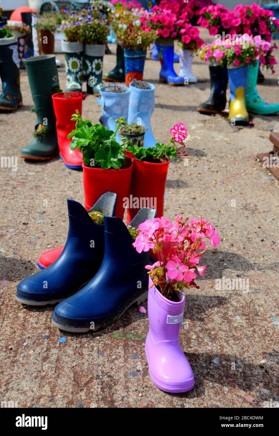 Variedad de colores de plantadores de botas de agua con tipos de flores que  se balancean Fotografía de stock - Alamy