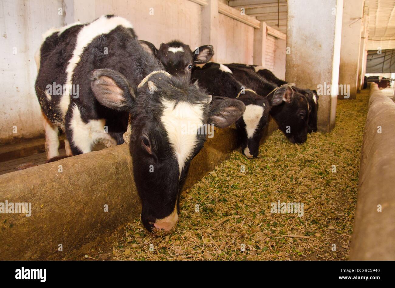 Vacas durante su alimentación diurna en una granja lechera pequeña del  distrito de Mardan, KPK, Pakistán Fotografía de stock - Alamy