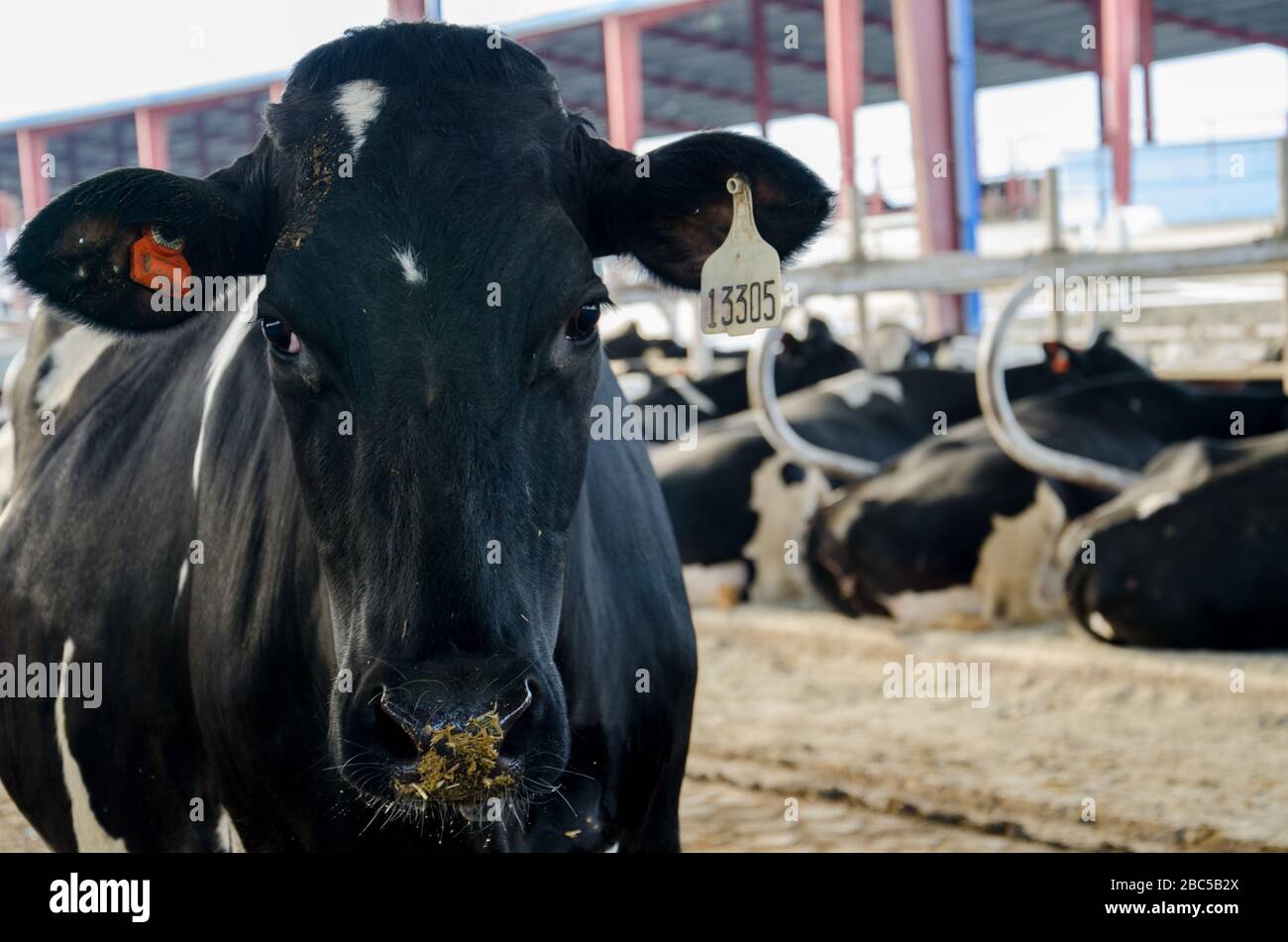 Una granja lechera en Nowshehra, provincia de KPK en Pakistán, que utiliza tecnología moderna, incluyendo energía solar, marcado de animales, sistemas de escape. Foto de stock