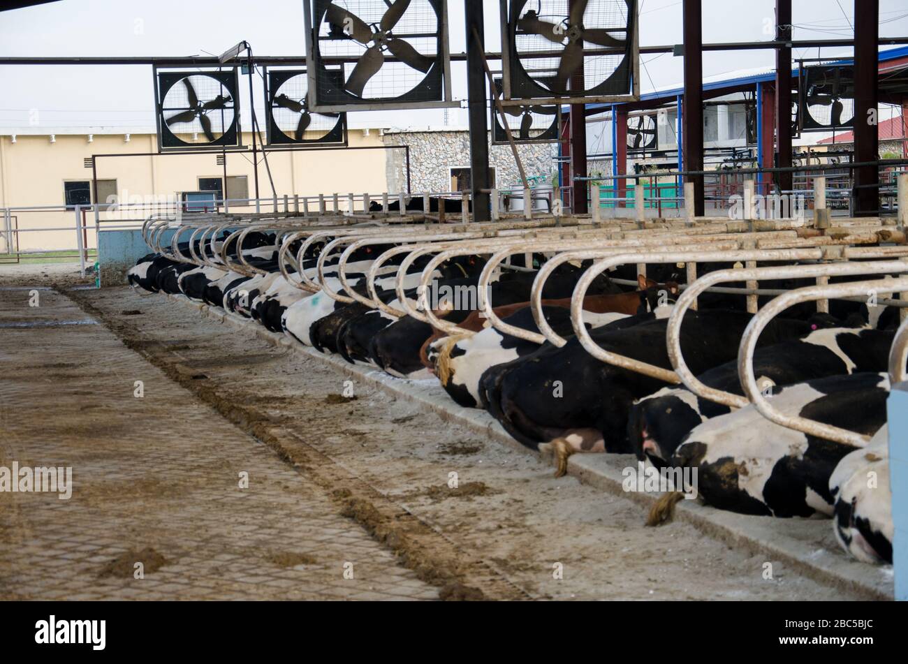 Una granja lechera en Nowshehra, provincia de KPK en Pakistán, que utiliza tecnología moderna, incluyendo energía solar, marcado de animales, sistemas de escape. Foto de stock