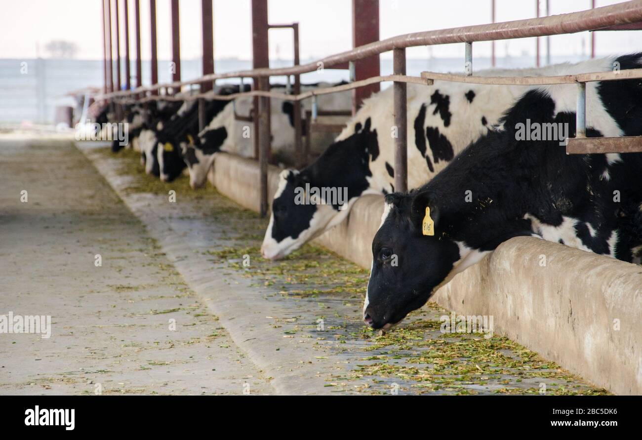 Una granja lechera en Nowshehra, provincia de KPK en Pakistán, que utiliza tecnología moderna, incluyendo energía solar, marcado de animales, sistemas de escape. Foto de stock