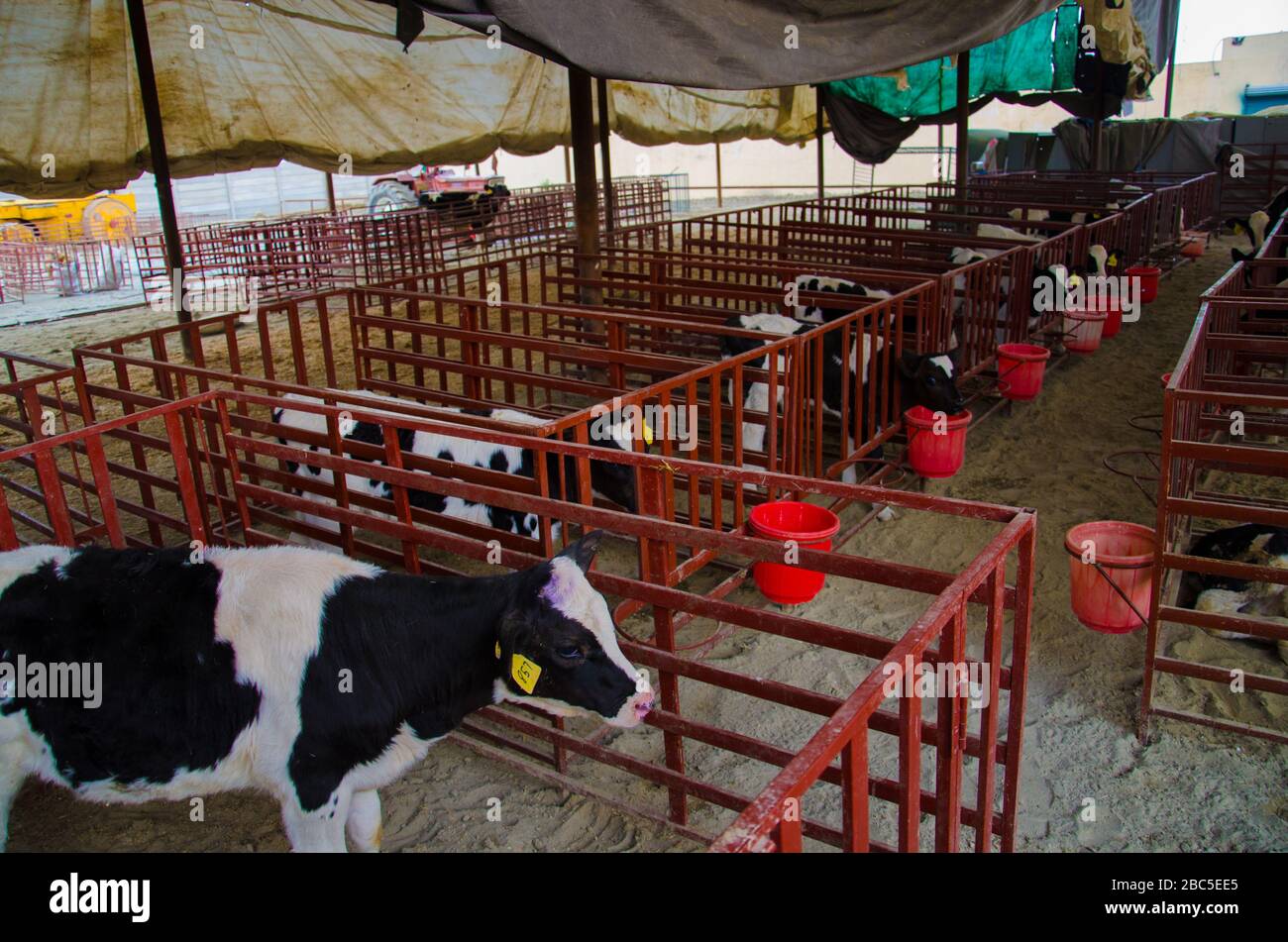 Una granja lechera en Nowshehra, provincia de KPK en Pakistán, que utiliza tecnología moderna, incluyendo energía solar, marcado de animales, sistemas de escape. Foto de stock