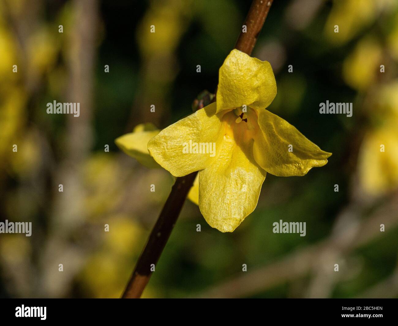 Un primer plano de una sola flor amarilla brillante de Forsythia x Intermedia Weekend Foto de stock