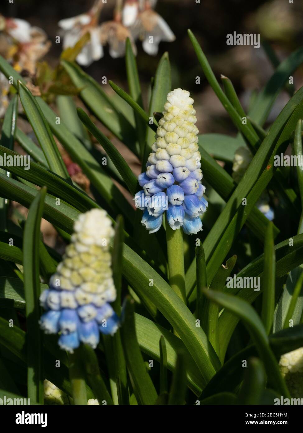 Un primer plano de un blanco que se desvanece a la espiga azul de la flor del jacinto de uva Muscari armeniacum 'Mountain Lady' Foto de stock