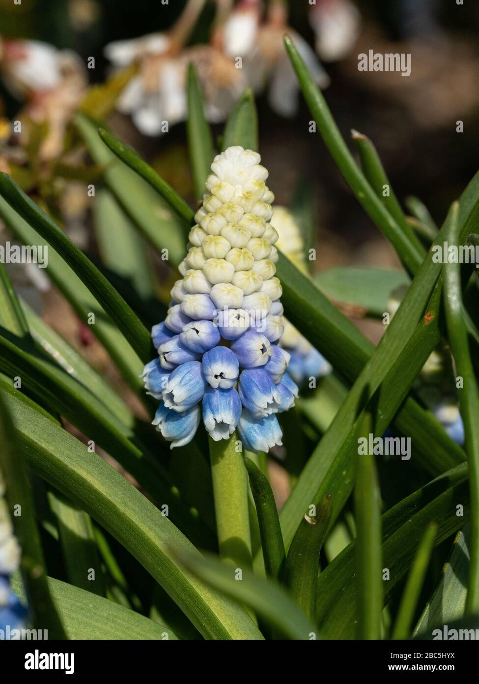Un primer plano de un blanco que se desvanece a la espiga azul de la flor del jacinto de uva Muscari armeniacum 'Mountain Lady' Foto de stock