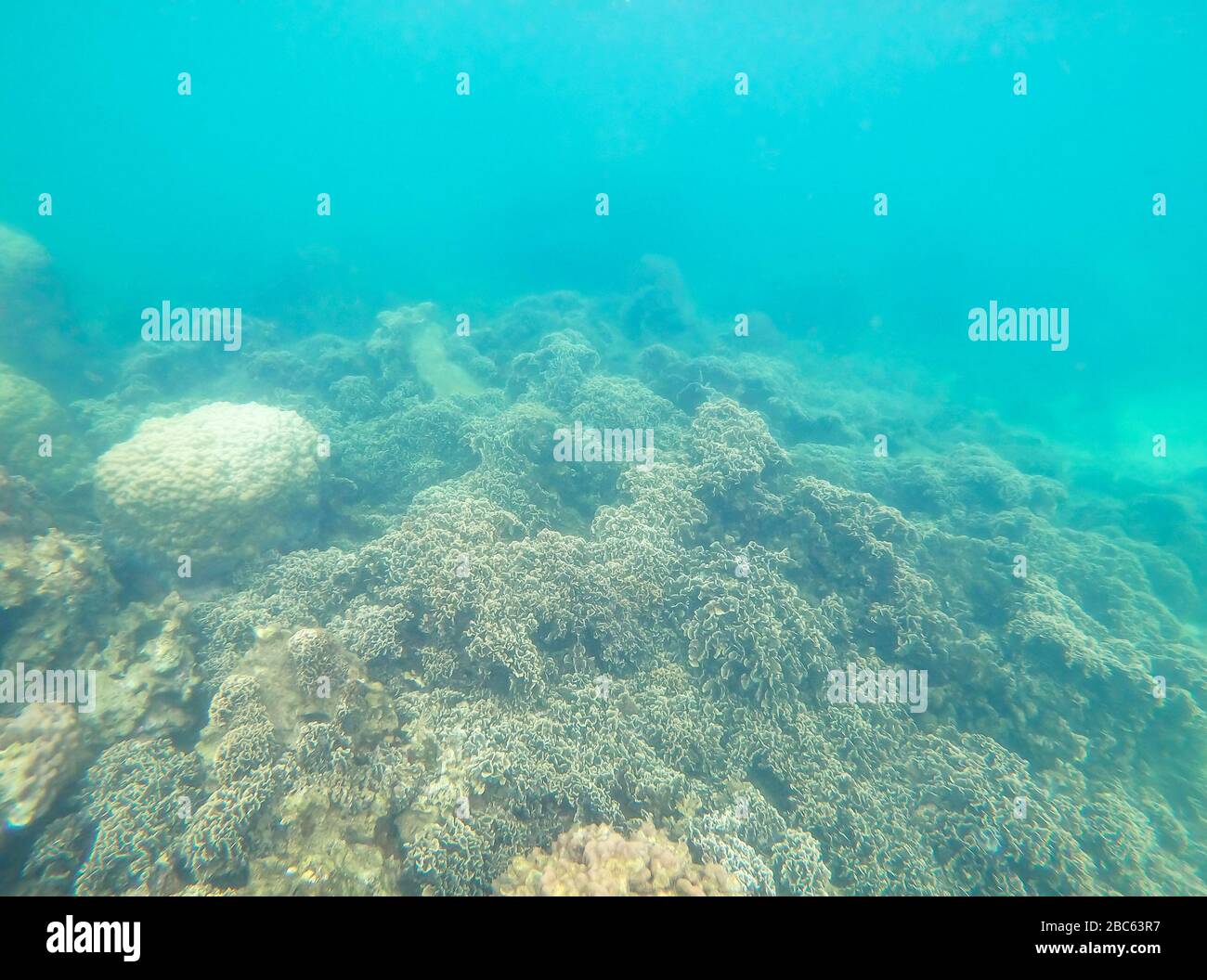 Coloridos corales bajo el mar en Tailandia. Foto de stock