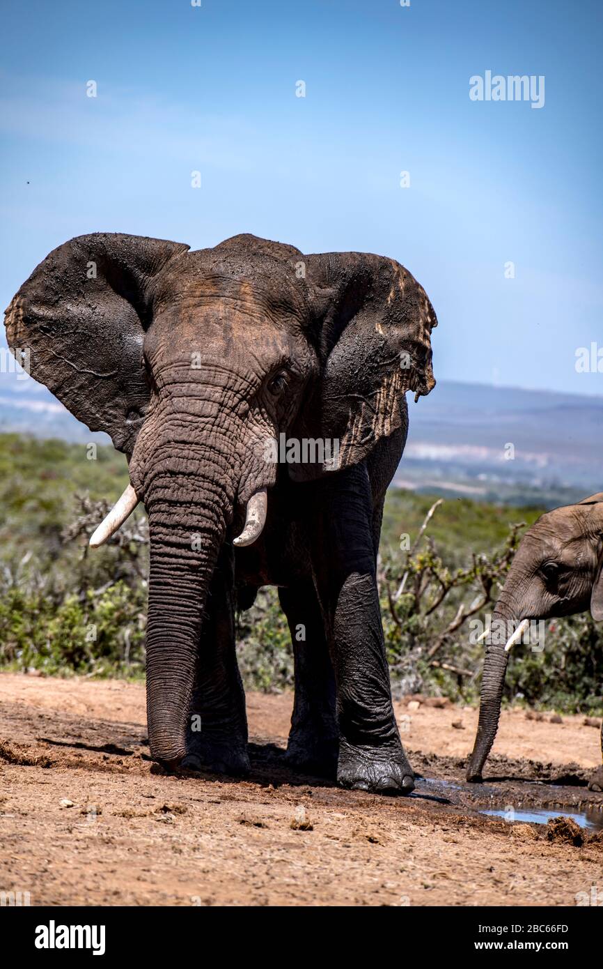 Addo Elephant National Park, Addo, Eastern Cape, Sudáfrica Foto de stock