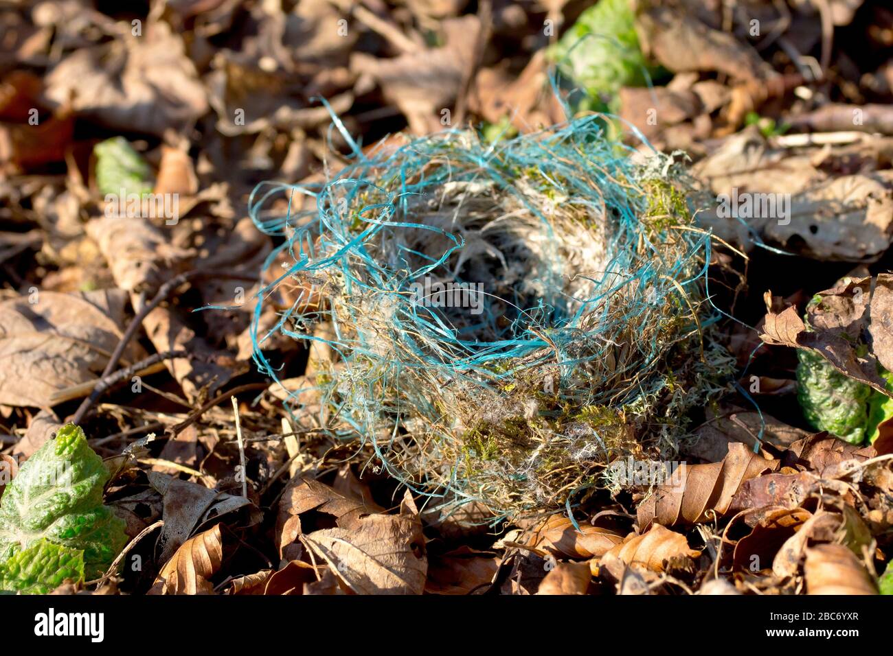 Un pequeño nido de pájaro, caído de un árbol y descansando en la basura de hojas. Curiosamente incluye hilos de plástico azul en su construcción. Foto de stock