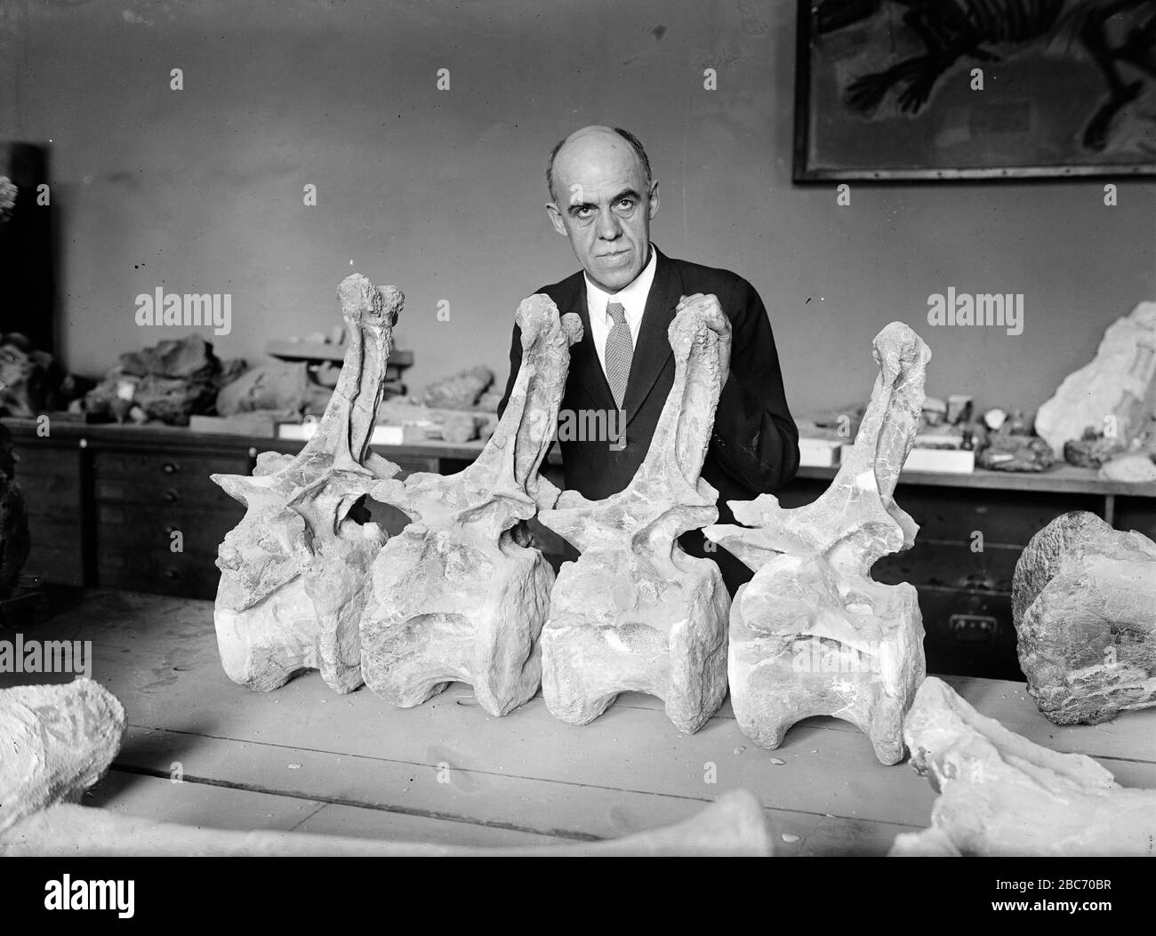 'Título original: Profesor Charles Gilmore de la institución Smithsonian con dinosaurio Diplodocus. Gilmore posará con vértebras caudales asignadas a Diplodocus longus, del espécimen USNM 10865. Gilmore describió el ejemplar y lo montó en el Smithsonian en 1932.; 25 de septiembre de 1924 (publicación original). Subido el 22 de junio de 2008; SV-POW, Shorpy. Originalmente publicado en el Washington Post, 24 de septiembre de 1924, en el artículo la cola de los dinosaurios causa flurry en Smithsonian. Esta imagen fue cargada desde Shorpy.com, un sitio de fotos-blog especializado en fotografía de época. URL de la fuente: 3541 Shorp Foto de stock