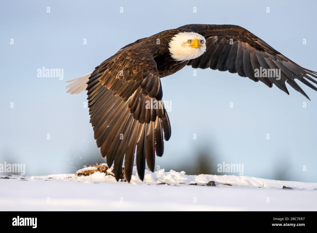 Águila calva (Haliaeetus leucocephalus) en Homer, Alaska Foto de stock