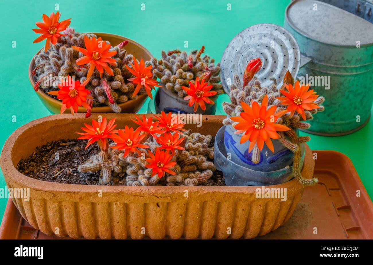Pulverizador para plantas “cactus” – Fisura