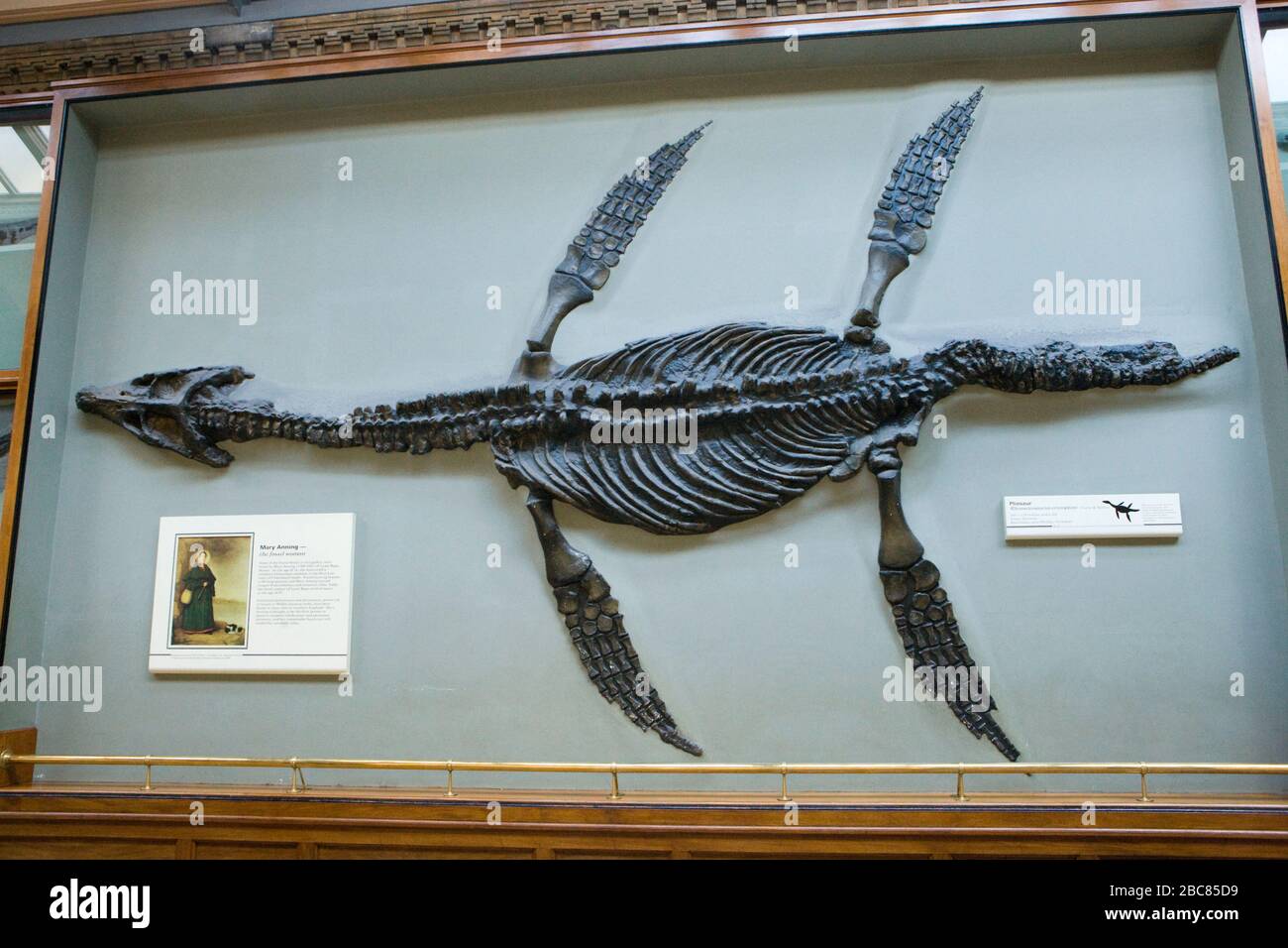 Pliosaur - Rhomaleosaurus cramptoni, un tipo de Plesiosaurio, en el Museo de Historia Natural de Londres. También foto de Mary Anning, coleccionista de fósiles. Foto de stock