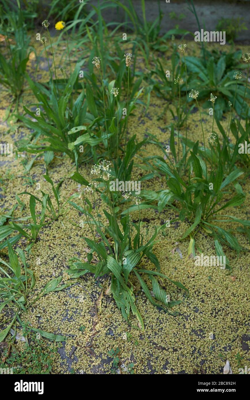 Plantago lanceolata hojas frescas y flores Foto de stock