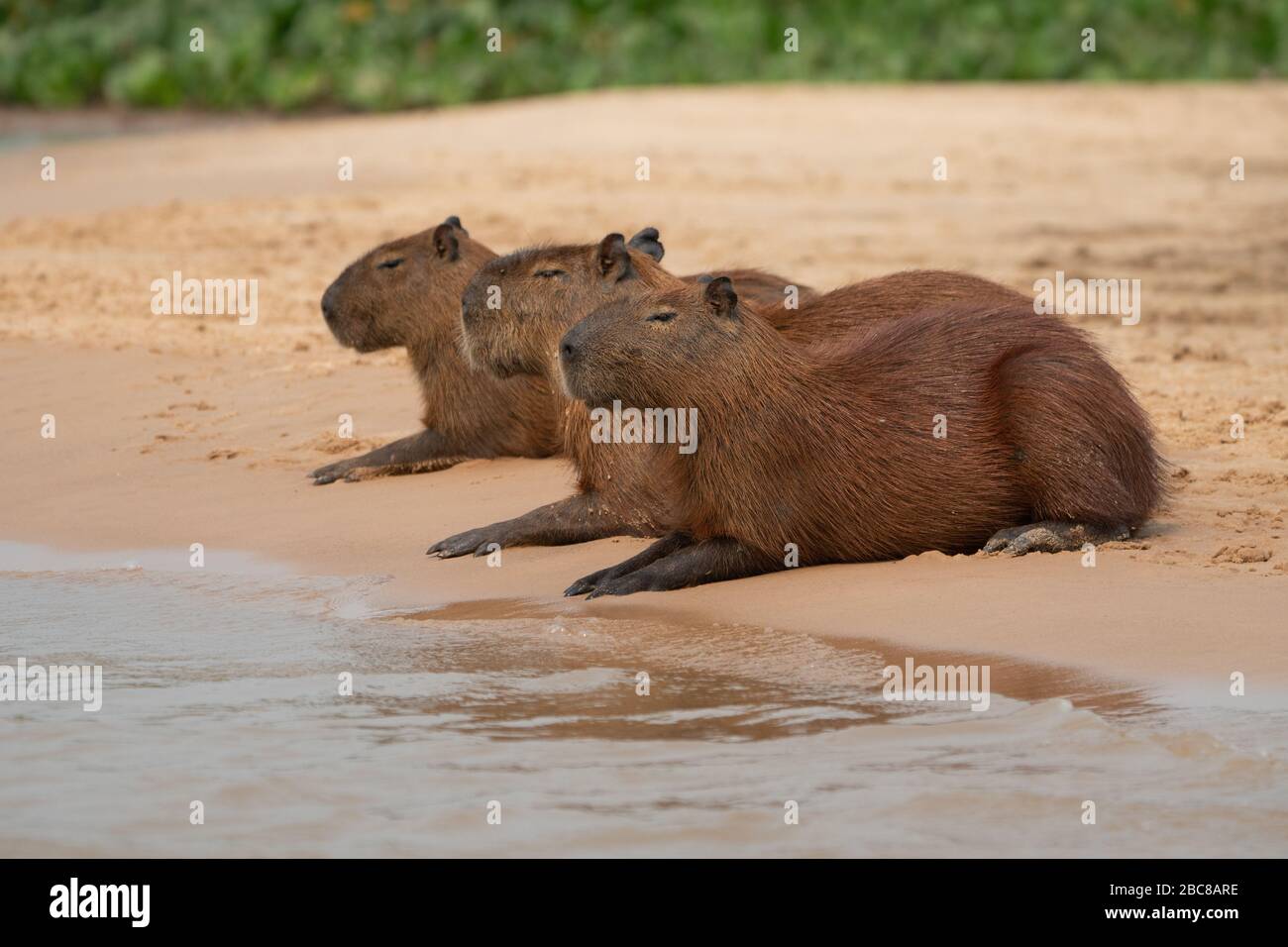 Tres relajantes Capybara's en la playa en el humedal Pantanal Foto de stock