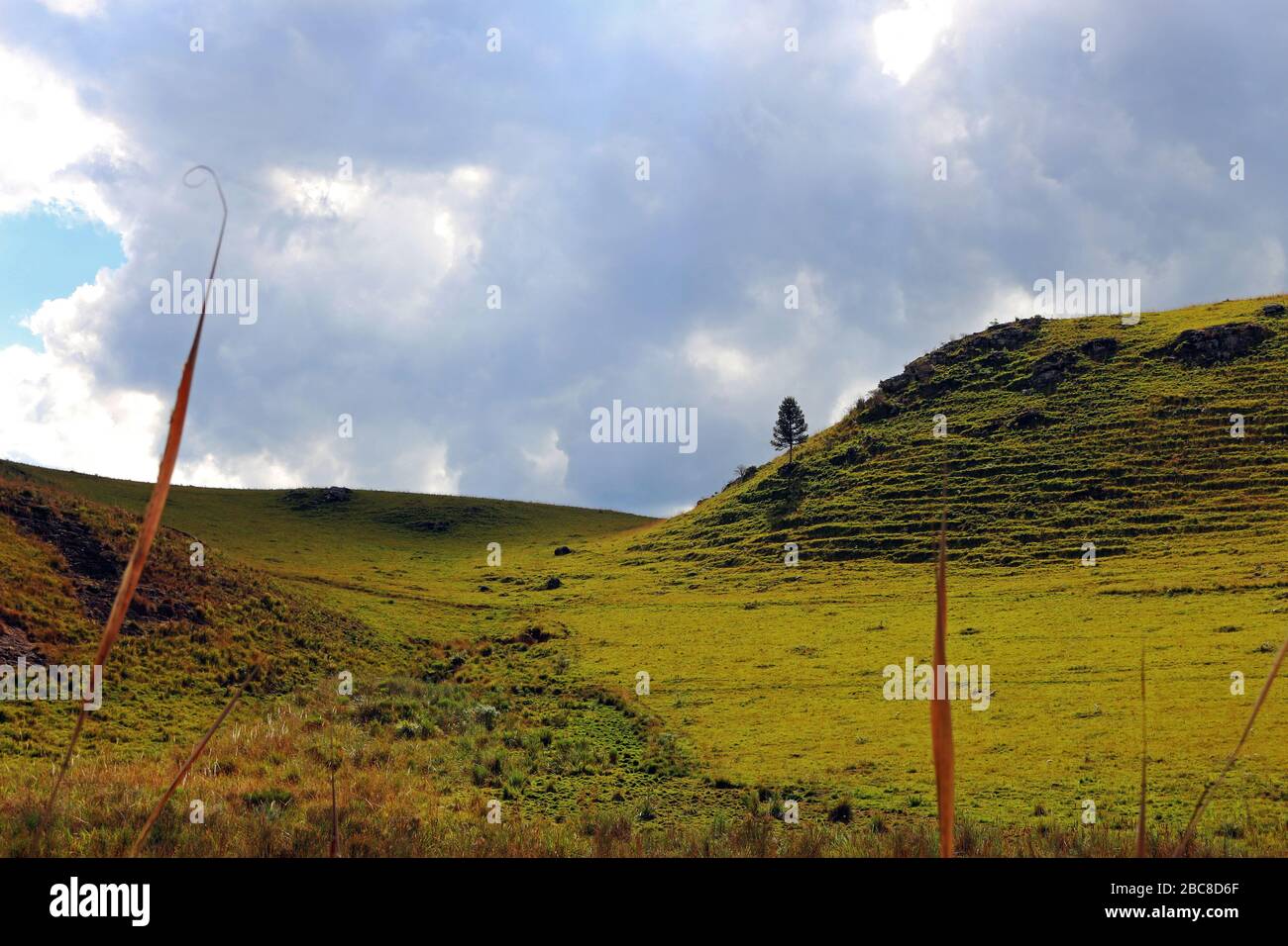 Rico en biodiversidad fotografías e imágenes de alta resolución Alamy