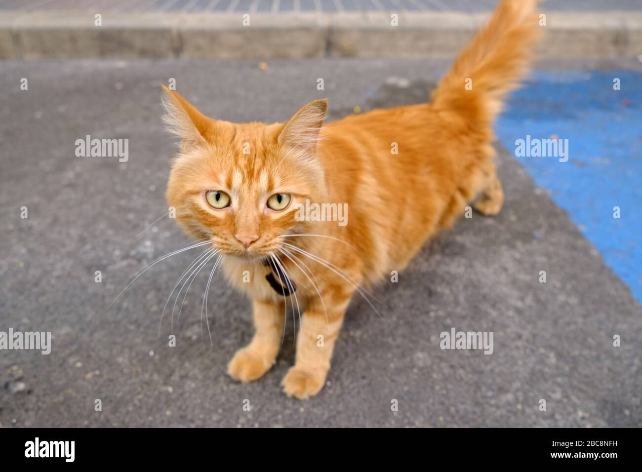 Adorable gato rojo tabby en la calle, modelo amigable y feliz para la fotografía de stock. Foto de stock