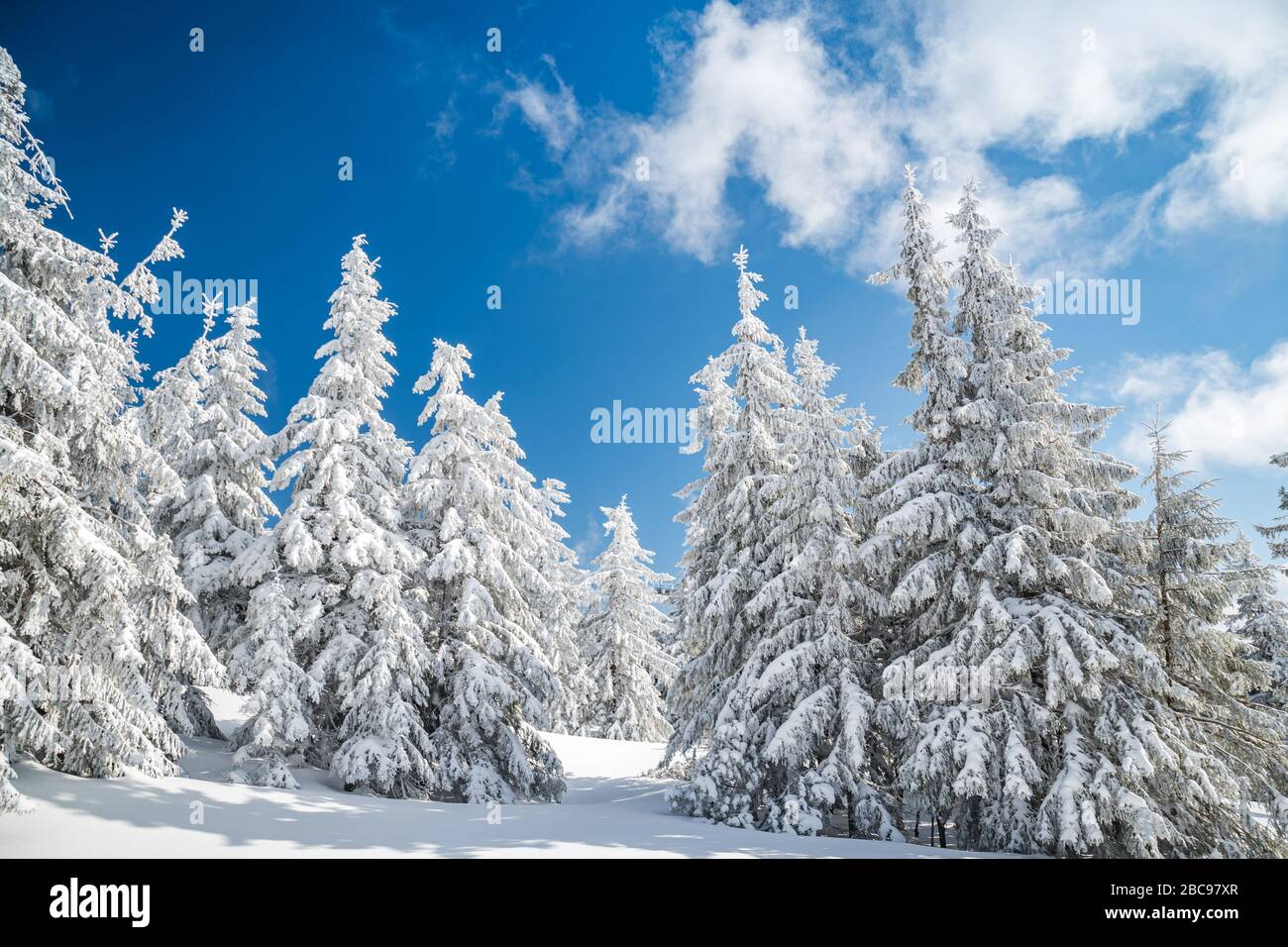 Majestuosos árboles de brucas blancas brillando por la luz del sol contra el cielo azul oscuro. Magnífica escena invernal. Lugar lugar república Checa, Krkonose. Foto de stock