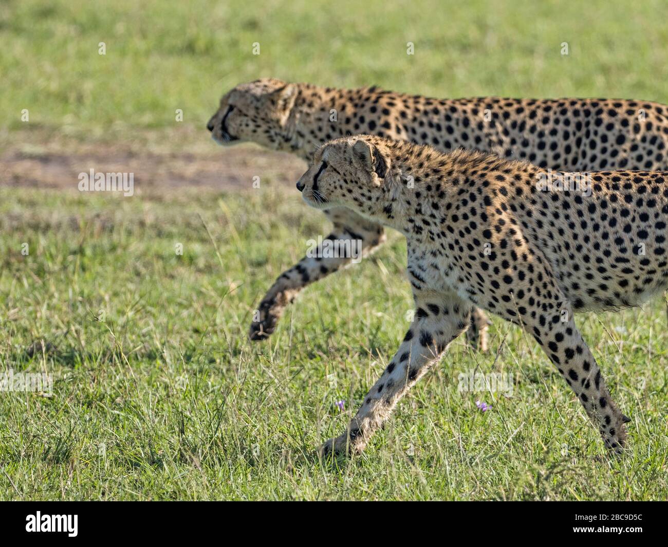 Dos Cheetah macho (Acinonyx jubatus) - parte de un grupo de 6 - al comienzo de la caza exitosa, Reserva Nacional Maasai Mara, Kenia Foto de stock