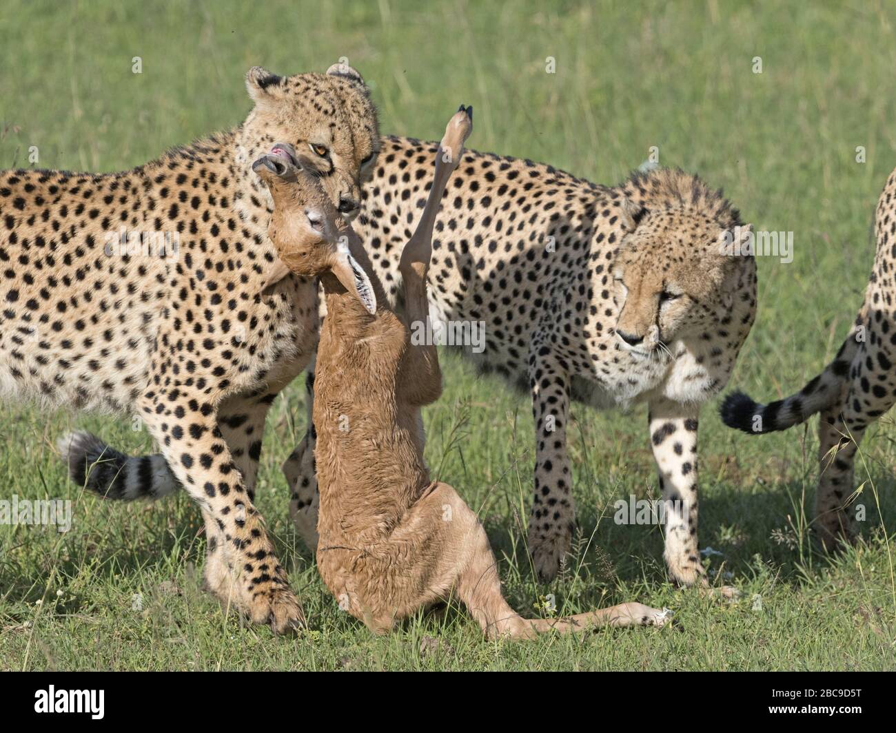 Grupo de machos Cheetah (Acinonyx jubatus) con ternero Topi (Damaliscus lunatus), Reserva Nacional Maasai Mara, Kenya Foto de stock